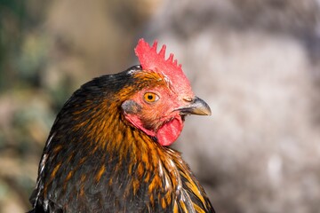 portrait of chicken in poultry yard