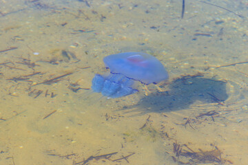 Rhizostoma pulmo, commonly known as barrel jellyfish, dustbin-lid jellyfish or frilly-mouthed jellyfish floating in a sea