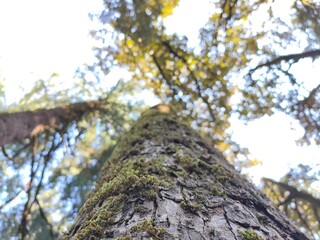 tree in the forest