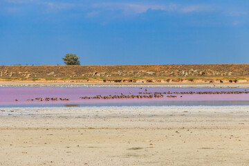 Flock of birds on the pink salty Syvash lake in Kherson region, Ukraine