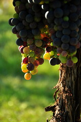 colorful grapes in the vineyard