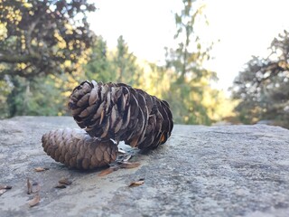 pinecones in the forest