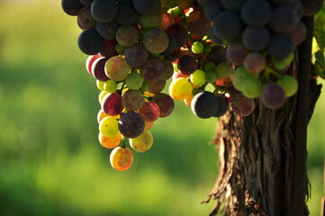 colorful grapes in the vineyard