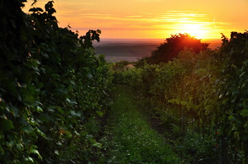 sunset in the vineyard