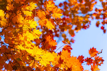 autumn leaves in the sky