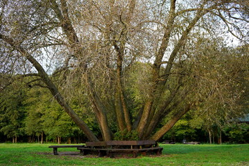 Tree in the park in the shape of a crown
