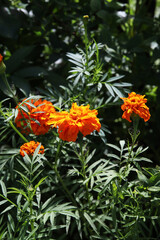 Marigold flower background (Tagetes erecta, Mexican, Aztec or African marigold), close up
