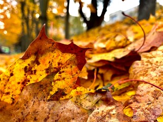 autumn leaves on the tree