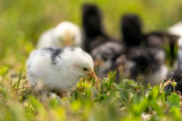group of chicks in the grass