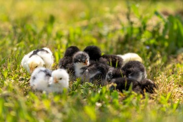 group of chicks in the grass