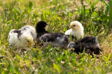 group of chicks in the grass
