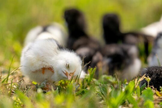group of chicks in the grass