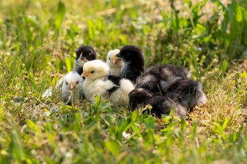 group of chicks in the grass