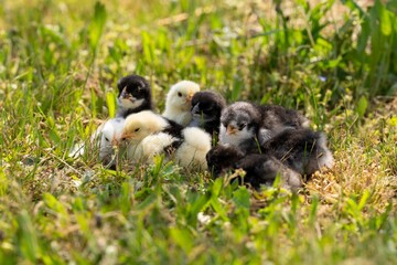 group of chicks in the grass
