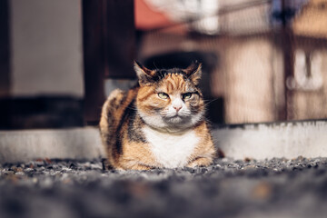 Frown of a green-eyed house cat peering keenly into the camera. Felis catus domesticus watches his...