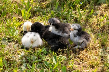 group of chicks in the grass
