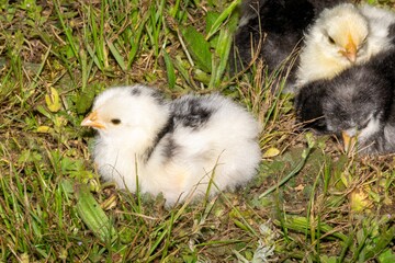 group of chicks in the grass