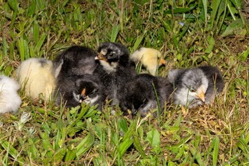 Naklejka na ściany i meble group of chicks in the grass