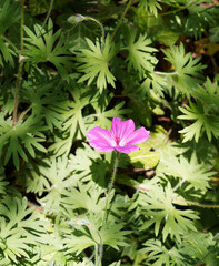 (Geranium sanguineum) Gros plan sur une fleur de géranium sanguin ou pourpré au coeur blanc et...