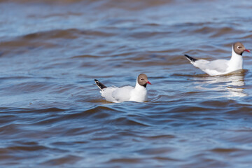 Black Headed Seagull on the Baltic Sea Coast