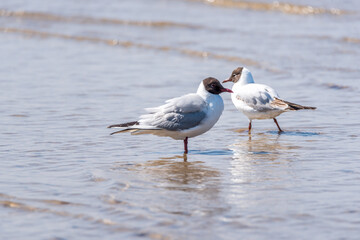 Black Headed Seagull on the Baltic Sea Coast