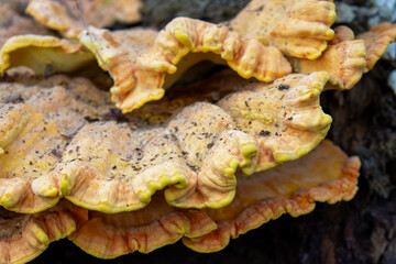 Elfenbankje - Gezoneerd