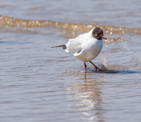 Black Headed Seagull on the Baltic Sea Coast