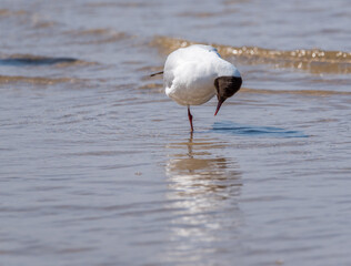 Black Headed Seagull on the Baltic Sea Coast