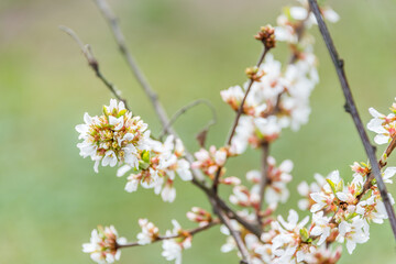 White Spring Fruit Tree Blossoms