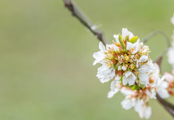 White Spring Fruit Tree Blossoms