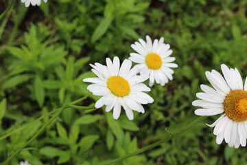 Obraz premium Modest daisies bloom in the summer garden