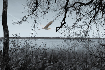 Looking through Trees with Egret Black and White