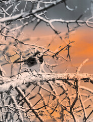 Wagtail on a Branch at Sunset
