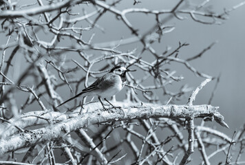 Wagtail on a Branch