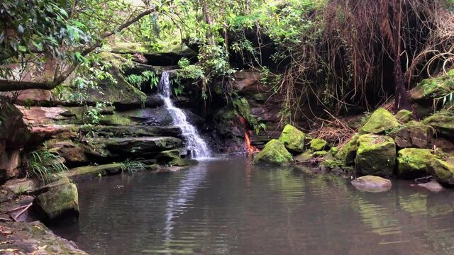 Lilly Pilly waterfall at Lane Cove, Sydney, Australia.