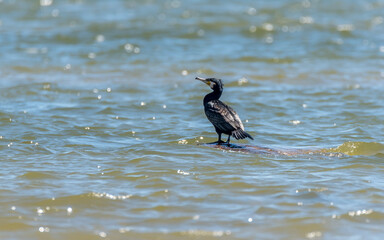 Great Black Cormorant on a Rock on the Baltic Sea Coast
