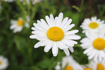 
Modest daisies bloom in the summer garden