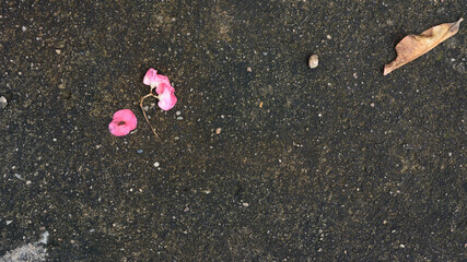 Pink flower on concrete grunge background.