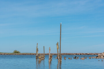 Posts in a Fishing Port in Latvia