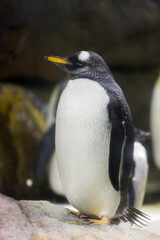 Obraz premium ジェンツーペンギン