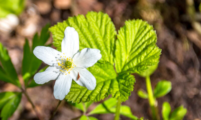 Closeup of a small White Wildflower in Spring