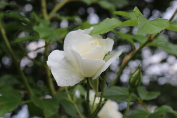 
White rose bloomed in the garden in summer