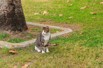 Beautiful tabby cat on a green lawn