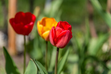 Red and Yellow Tulips in a Garden in Spring