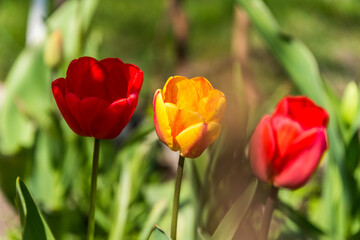 Red and Yellow Tulips in a Garden in Spring
