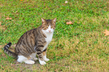 Naklejka na ściany i meble Beautiful tabby cat on a green lawn