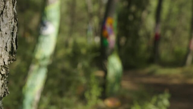 Puling focus from a tree trunk, to other trunks painted with different colors