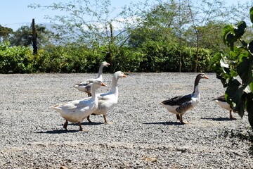 Fototapeta premium group of ganders and ducks