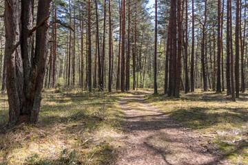 Obraz premium Hiking Path in a Forest in Latvia