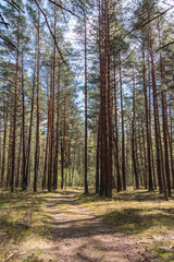 Fototapeta premium Hiking Path in a Forest in Latvia